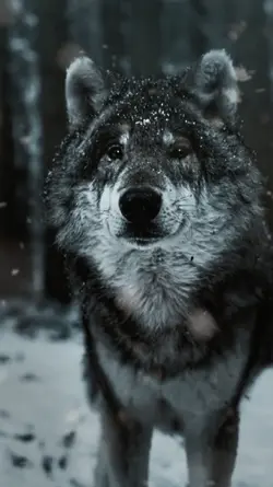 WOLF SPIRIT
