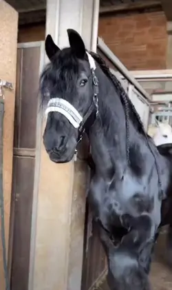 horse slowmo
