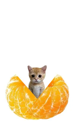 귤 안에 고양이가?!