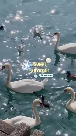 sweet summer 