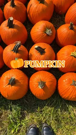Pumpkin Season