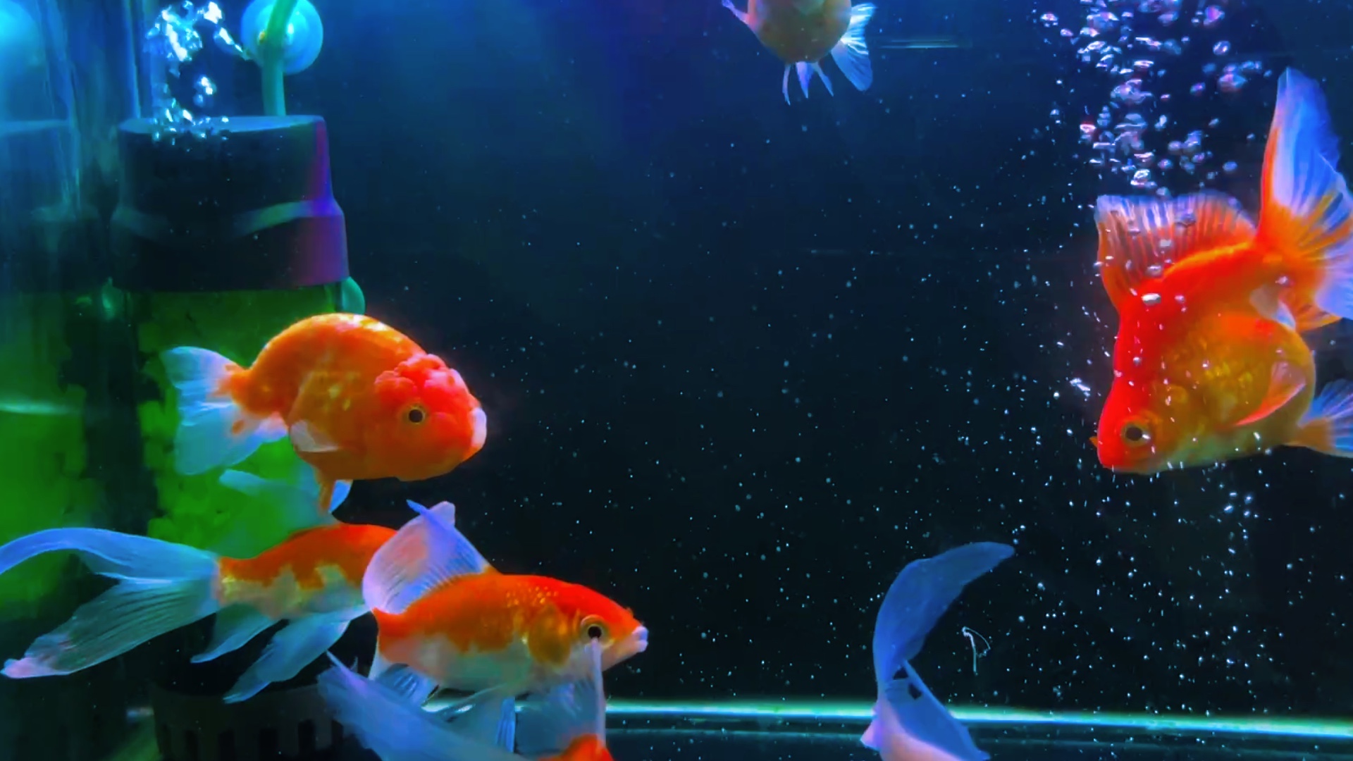 Aquarium Estetik