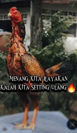 hobi ayam