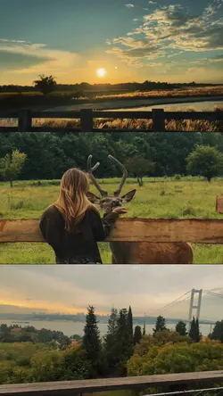 Aesthetic video grid