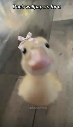 Duck