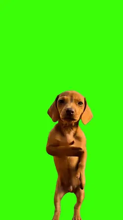 Dog.