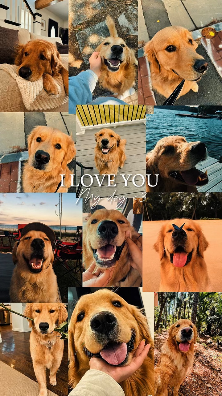 Mi Perro