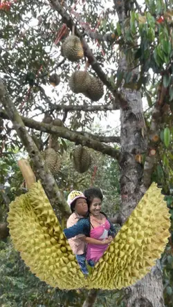 โผล่จากทุเรียน 1รูป/คลิป