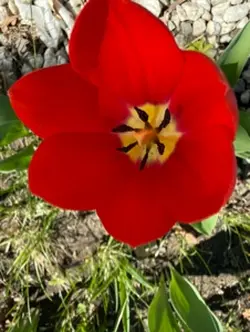 Spring time