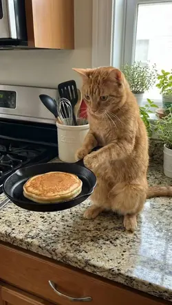 the funny cat