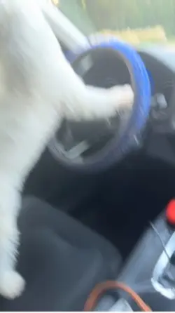 Best Driver 