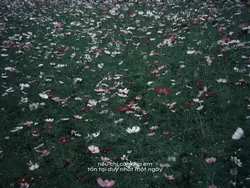 HOA VÀ VÁY VER NỮ