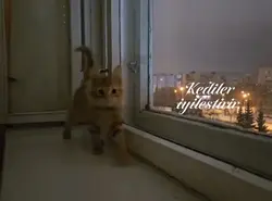 kediler iyilestirir