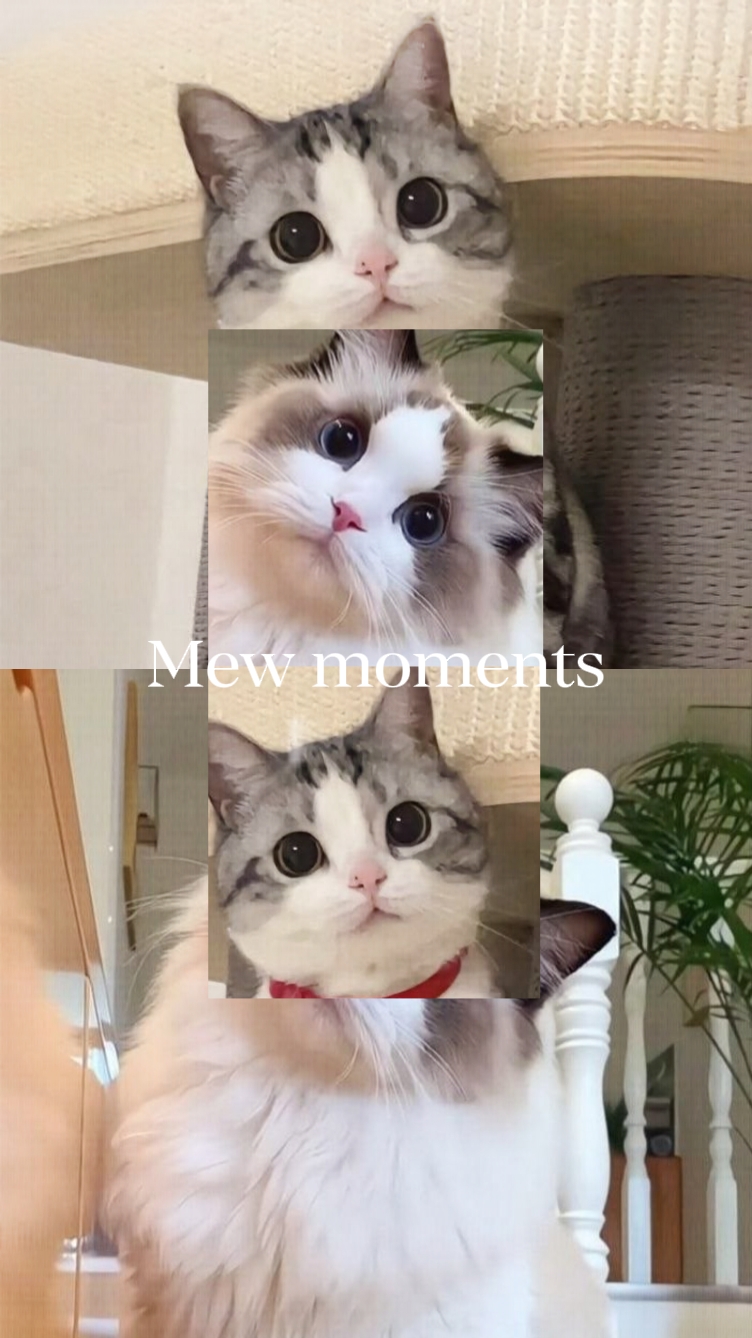 Mew mew