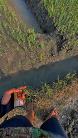 Aku Datang Melamarmu