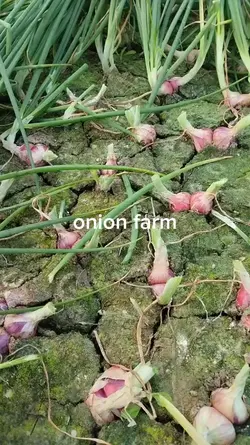 onion farm