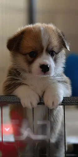 aku punya anjing
