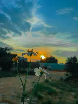 دمازدیگر سیوری