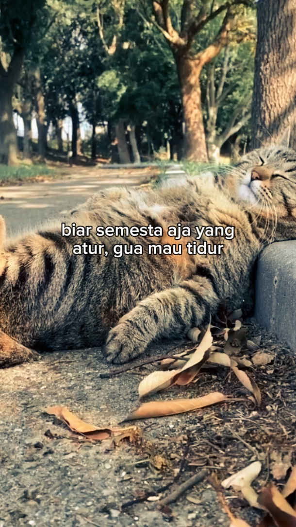 Foto en vivo de Kucing