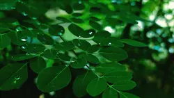Green Filter Nature