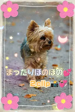 まったりほのぼの/ペット動画