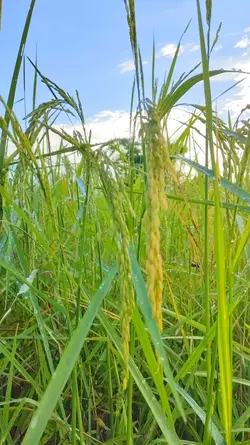 เช้าวันอาทิตย์