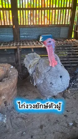 ไก่งวงยักษ์ตัวผู้