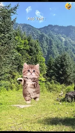 Cute Cat