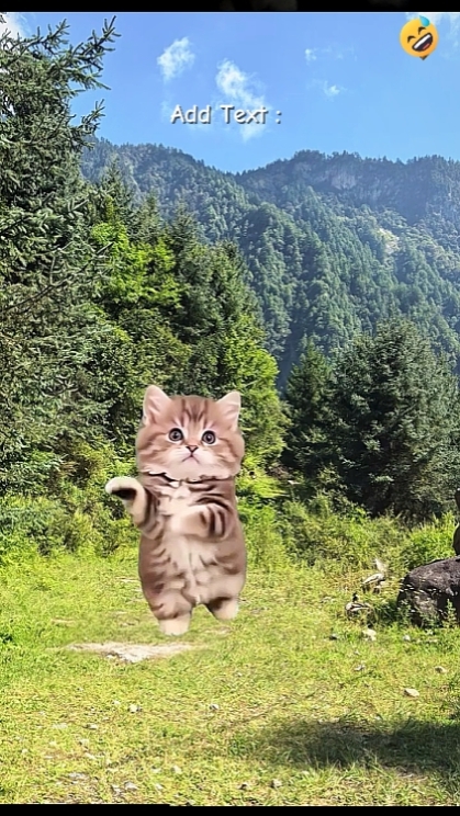Cute Cat