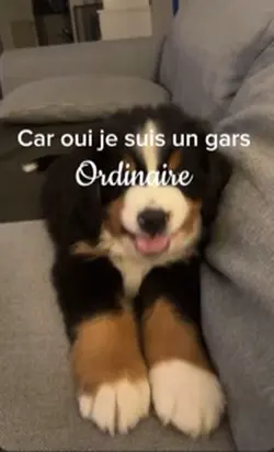 Mes chiens d’amours 