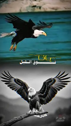 يافا | صمود اليمن