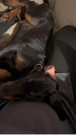 Dobermann 