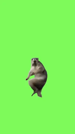 Marmot dancing 