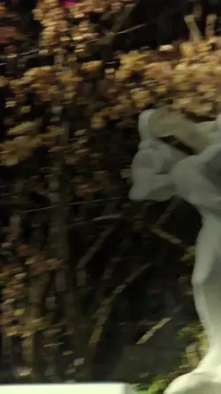 MIAMI SIMBA🕊️✈️