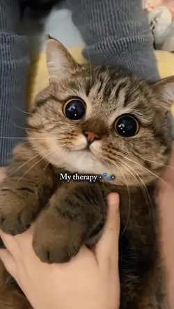 my therapy is my cat