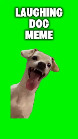 Laughing Dog Meme