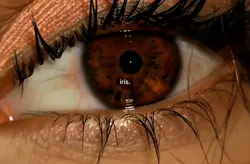 im lost in your iris