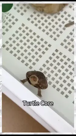 Turtle Core
