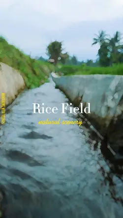 Aesthetic RiceField