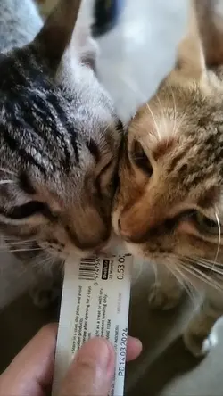Meow meow meow