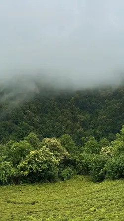 Aesthetic forest