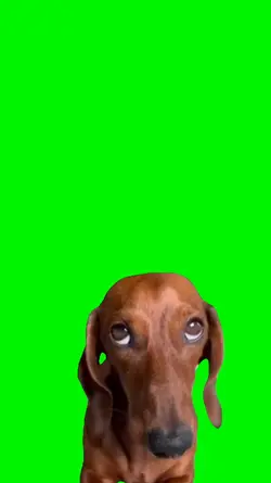 crying dog