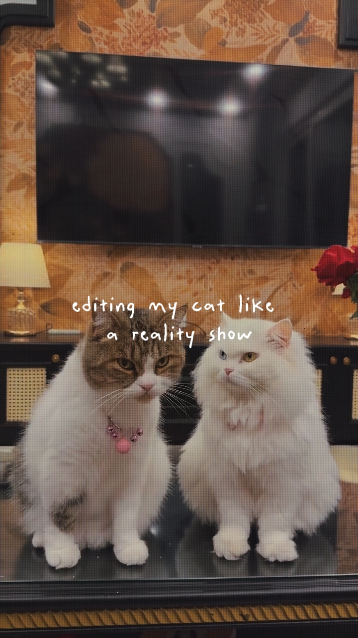 CAT REALITY SHOW