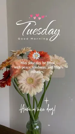 Hello Tuesday ❤️