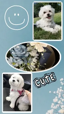 aesthetic