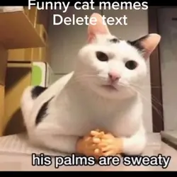 Funny cat memes