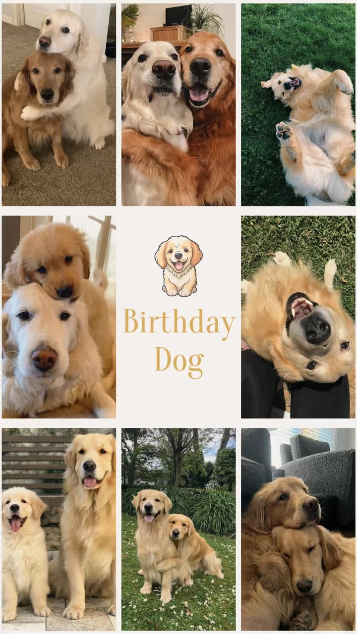 Birthday dog