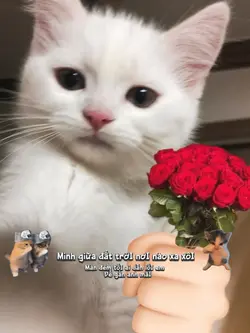 tình yêu màu nắng