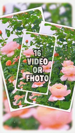 Flower in the Garden