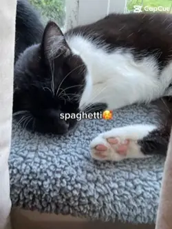 spaghetti